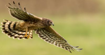 Record-breaking year for hen harrier breeding